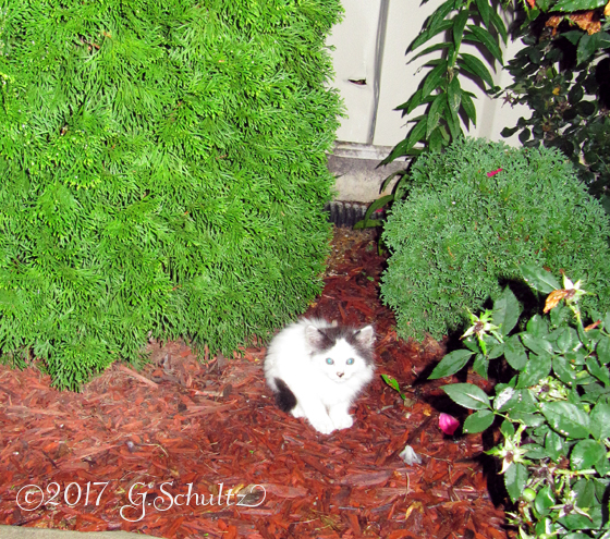 little white kitten in the bushes