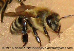 2009-06-28-3b-small-bee-girl-guards