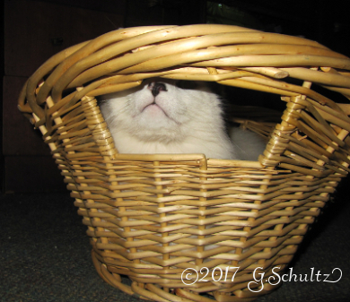 yowie-yoga-cat-basket