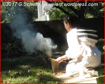 Woman in a bee suit lighting a bee smoker