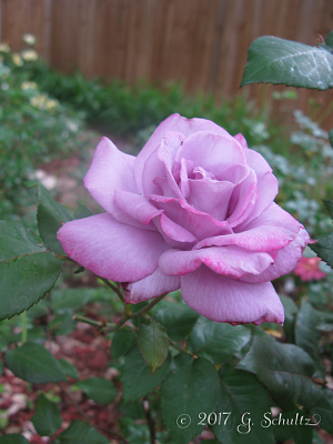 photo mauve purple rose