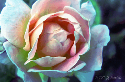 Photo Pink Rose